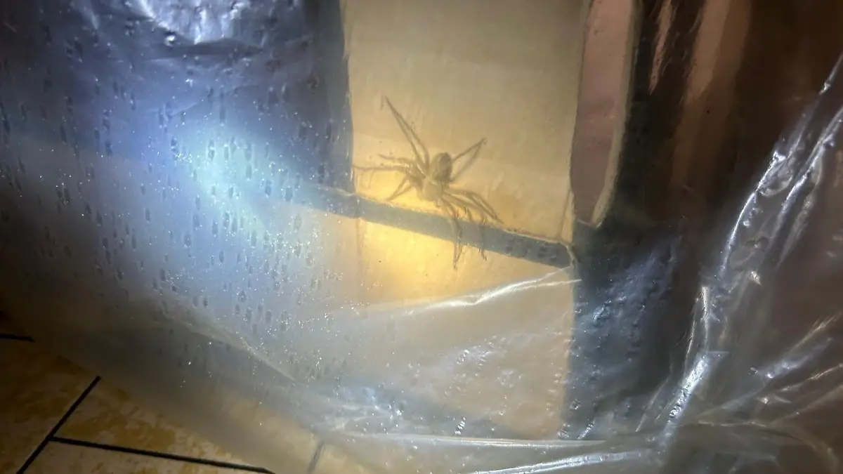 Riesige Spinne in Kieler Supermarkt entdeckt