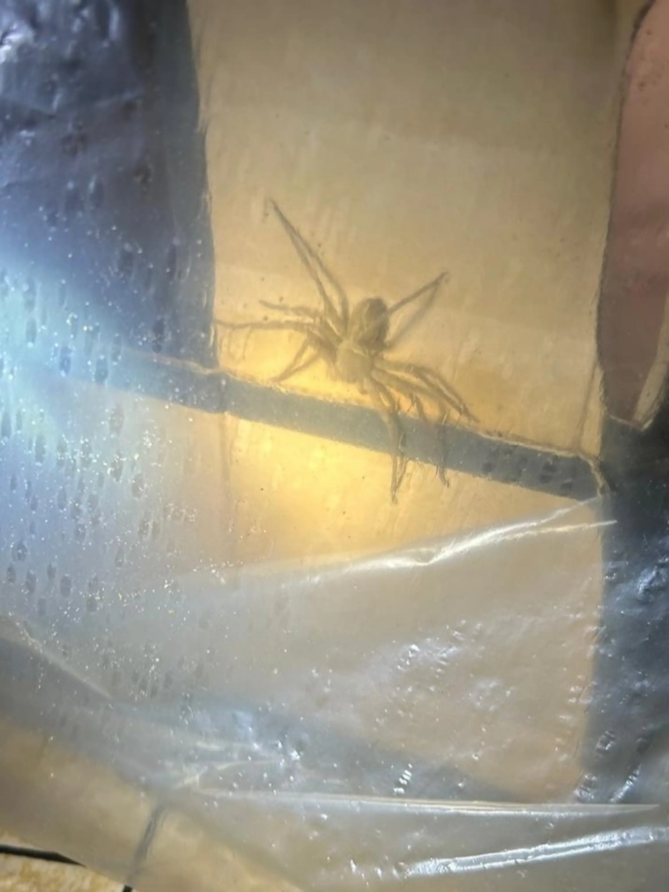 Riesige Spinne in Kieler Supermarkt entdeckt
