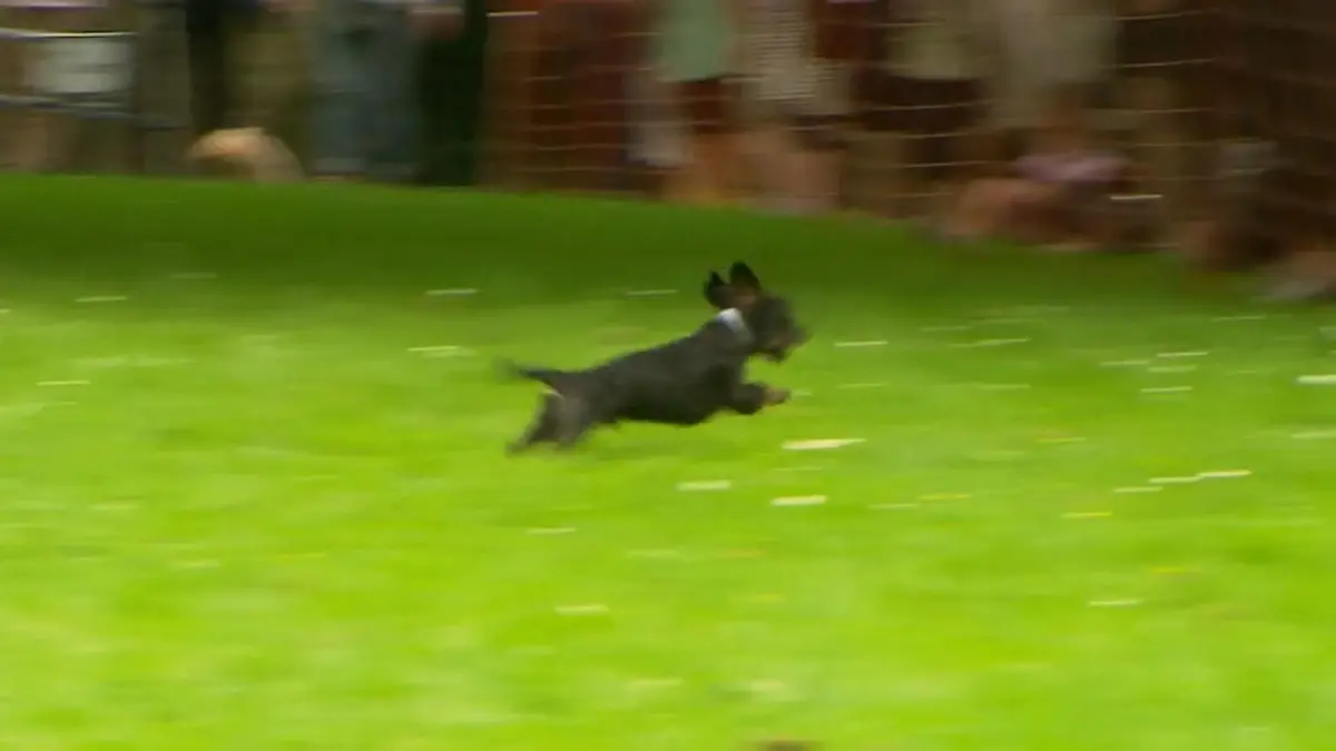 Wer ist der schnellste Renn-Dackel? Leberwurst als Belohnung!