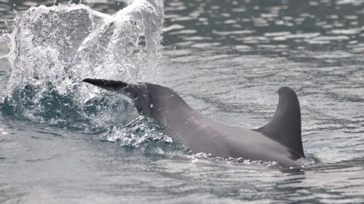 Tierschützer warnen vor dem ungewöhnlichen Verhalten des Delfins.