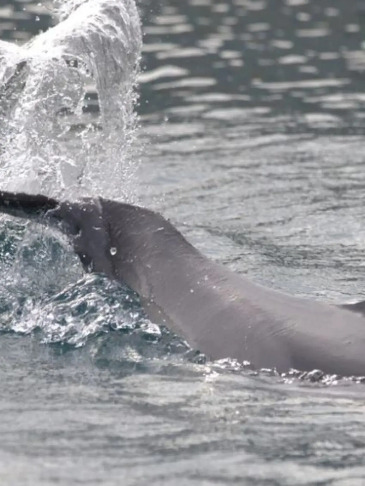 Tierschützer warnen vor dem ungewöhnlichen Verhalten des Delfins.