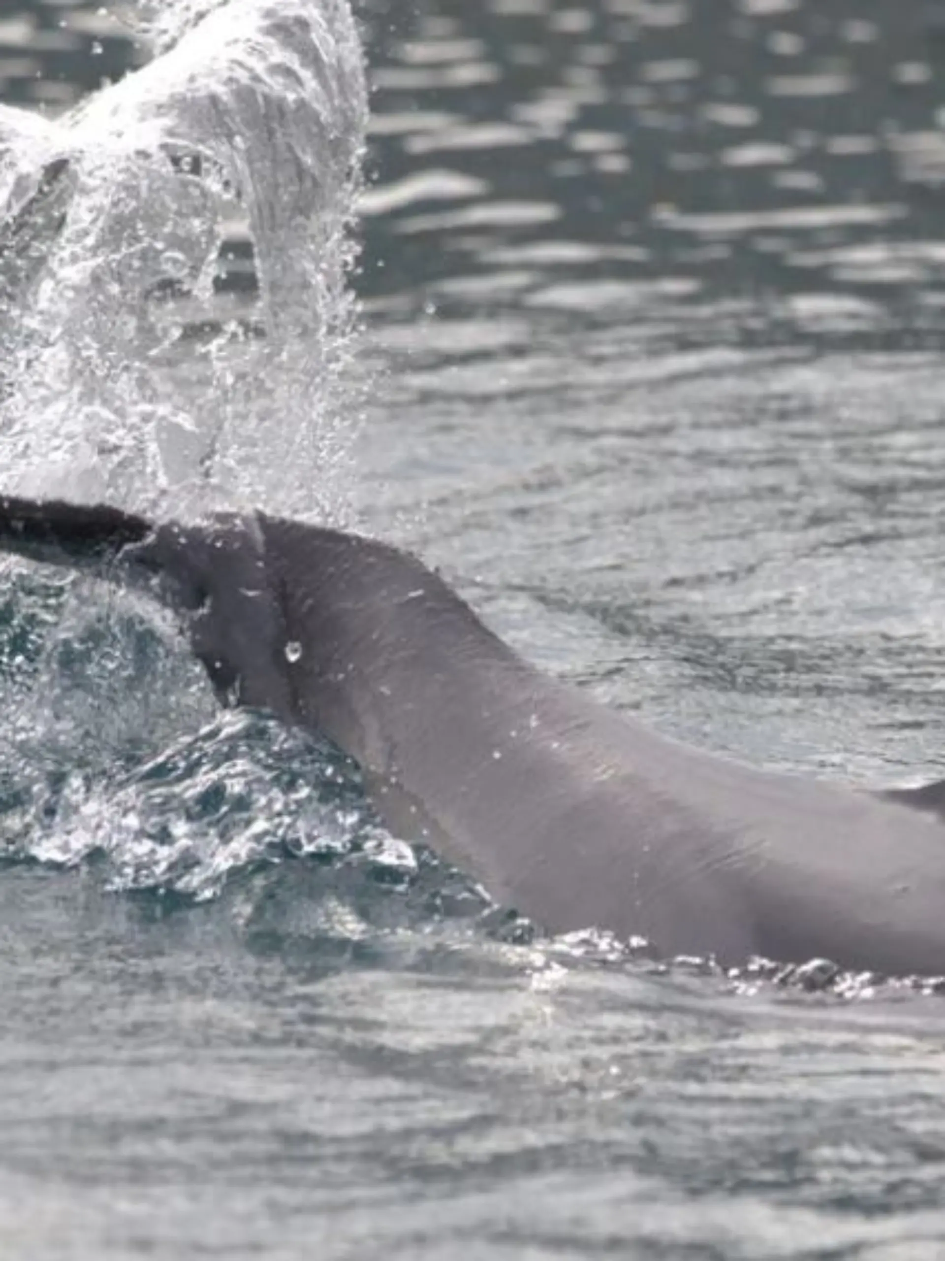 Tierschützer warnen vor dem ungewöhnlichen Verhalten des Delfins.
