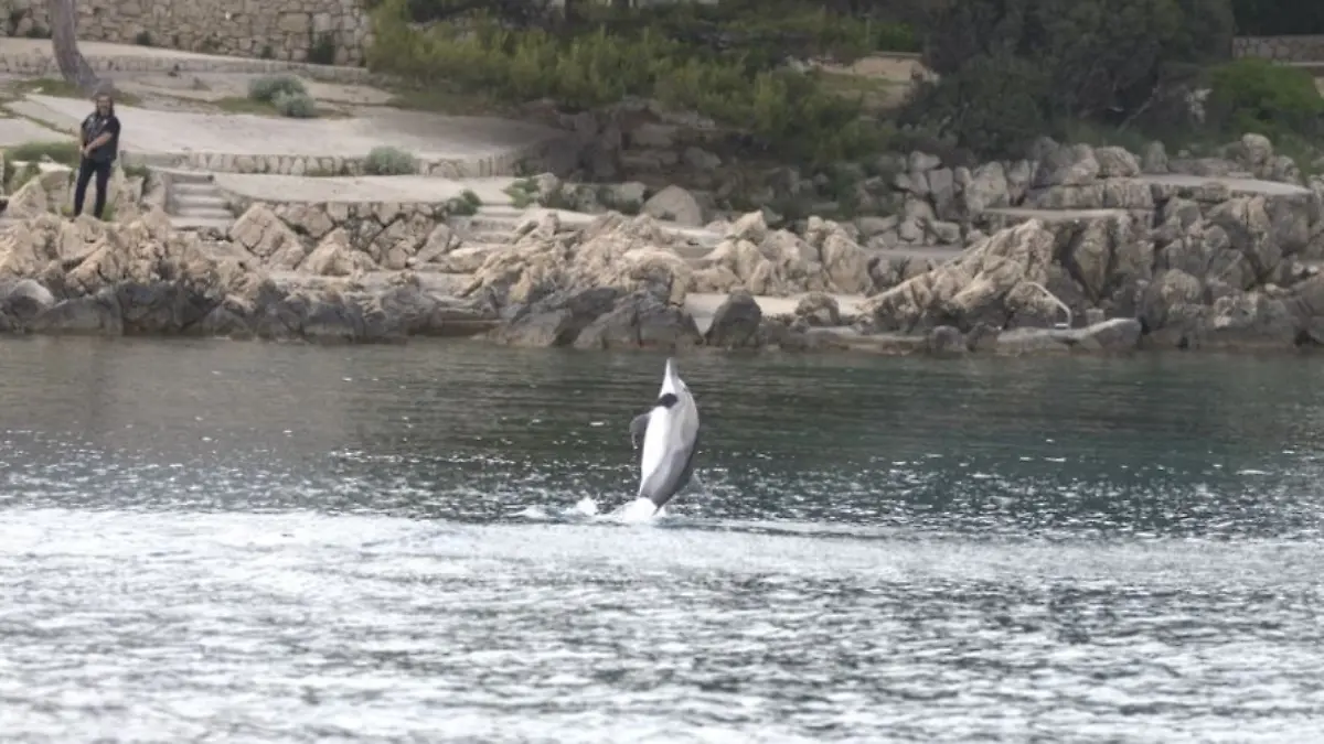 Ungewöhnlicher Weise sucht dieser Delfin Kontakt zu Menschen.