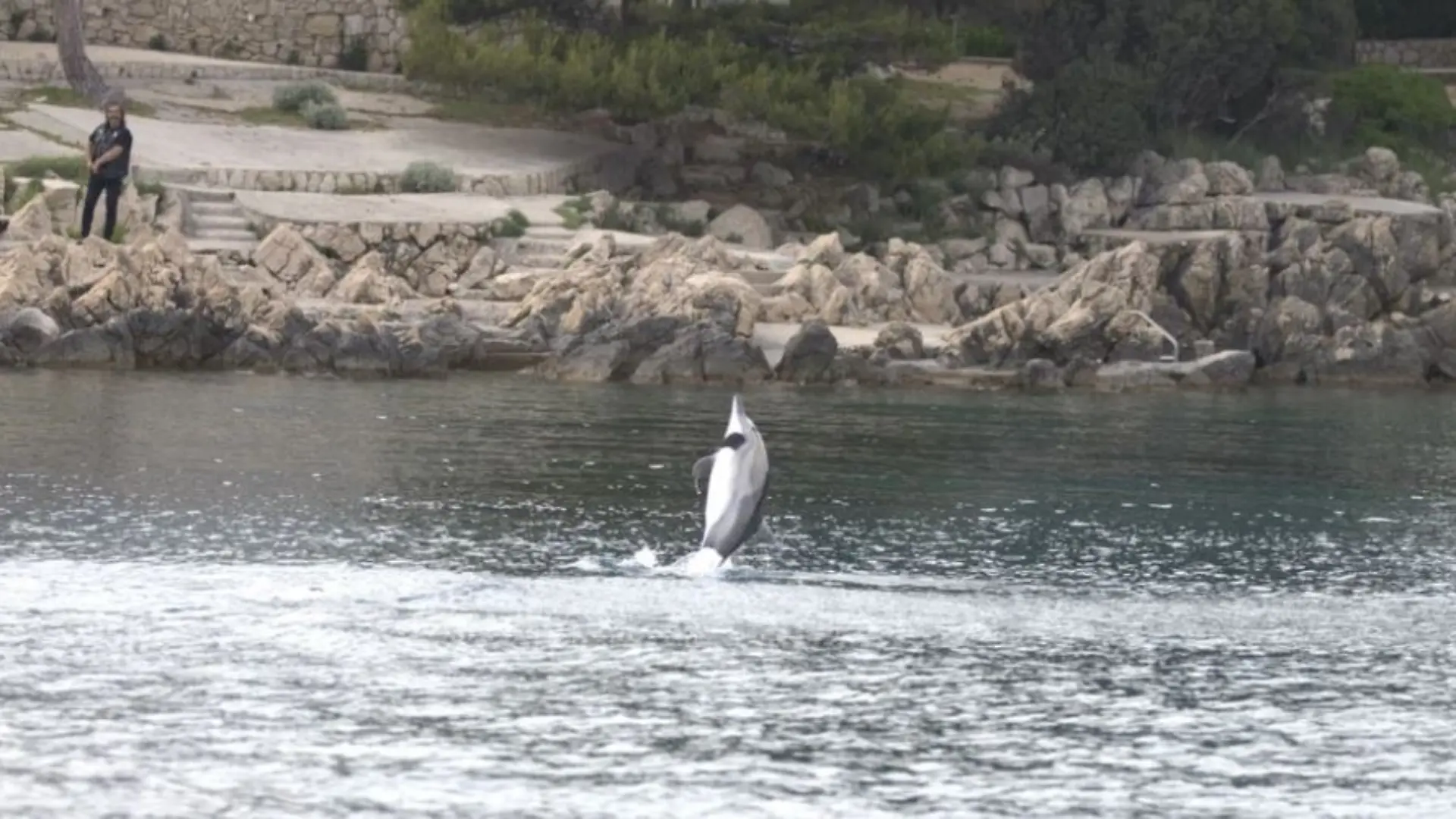 Ungewöhnlicher Weise sucht dieser Delfin Kontakt zu Menschen.