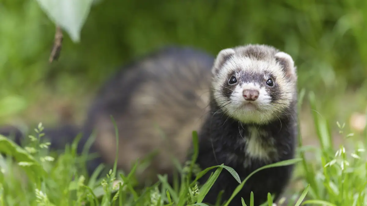 Ein Wiesel sitzt im grünen Gras und schaut direkt in die Kamera, Iltis, Frettchen (Mustela putorius furo)