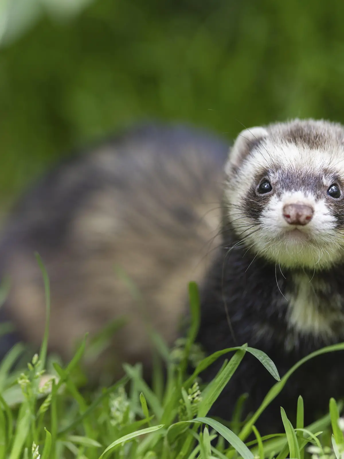 Ein Wiesel sitzt im grünen Gras und schaut direkt in die Kamera, Iltis, Frettchen (Mustela putorius furo)
