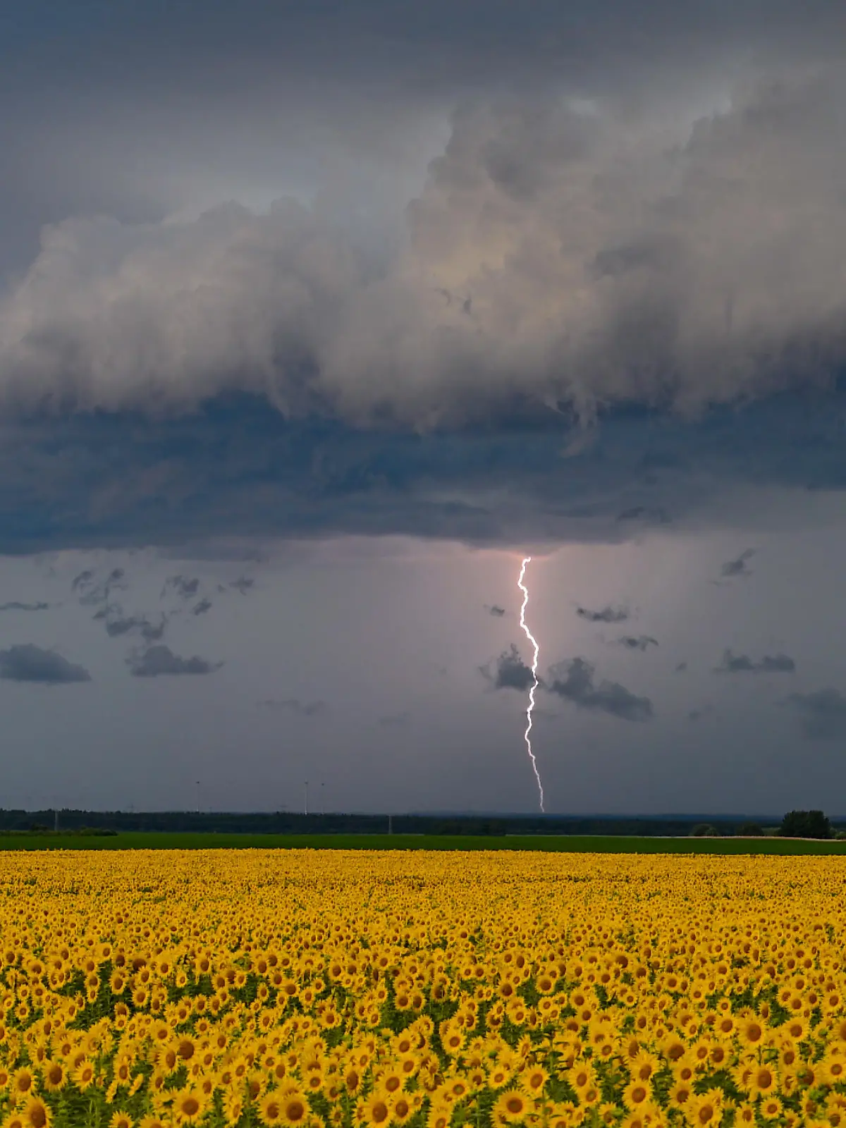 Ein Blitz leuchtet vor den dunklen Wolken eines Gewitters über der Landschaft mit einem Sonnenblumenfeld im Osten von Brandenburg.