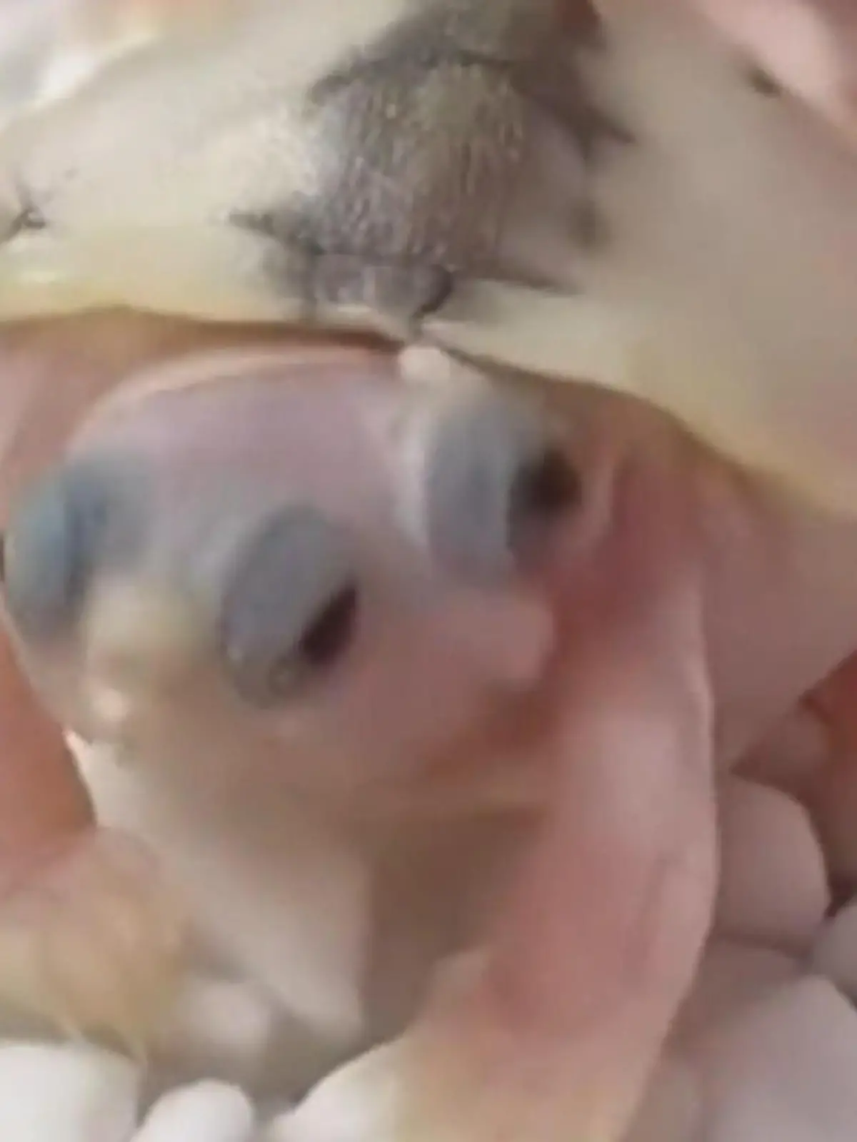Diese Caramel Pink Brazilian Schildkröte ist ein echtes Unikat! Während ihre Geschwister zwei Augen haben, verfügt sie über ganze drei – und ist damit ein absoluter Blickfang. In der chinesischen Stadt Maoming hat sie sich bereits zu einer wahren Attraktion entwickelt. Wie das aussieht, seht ihr im Video!