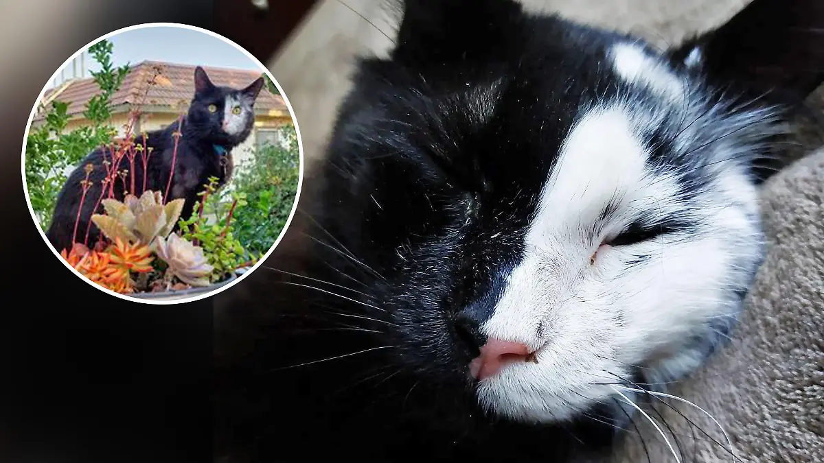 Kater mit schwarz-weissem Gesicht
