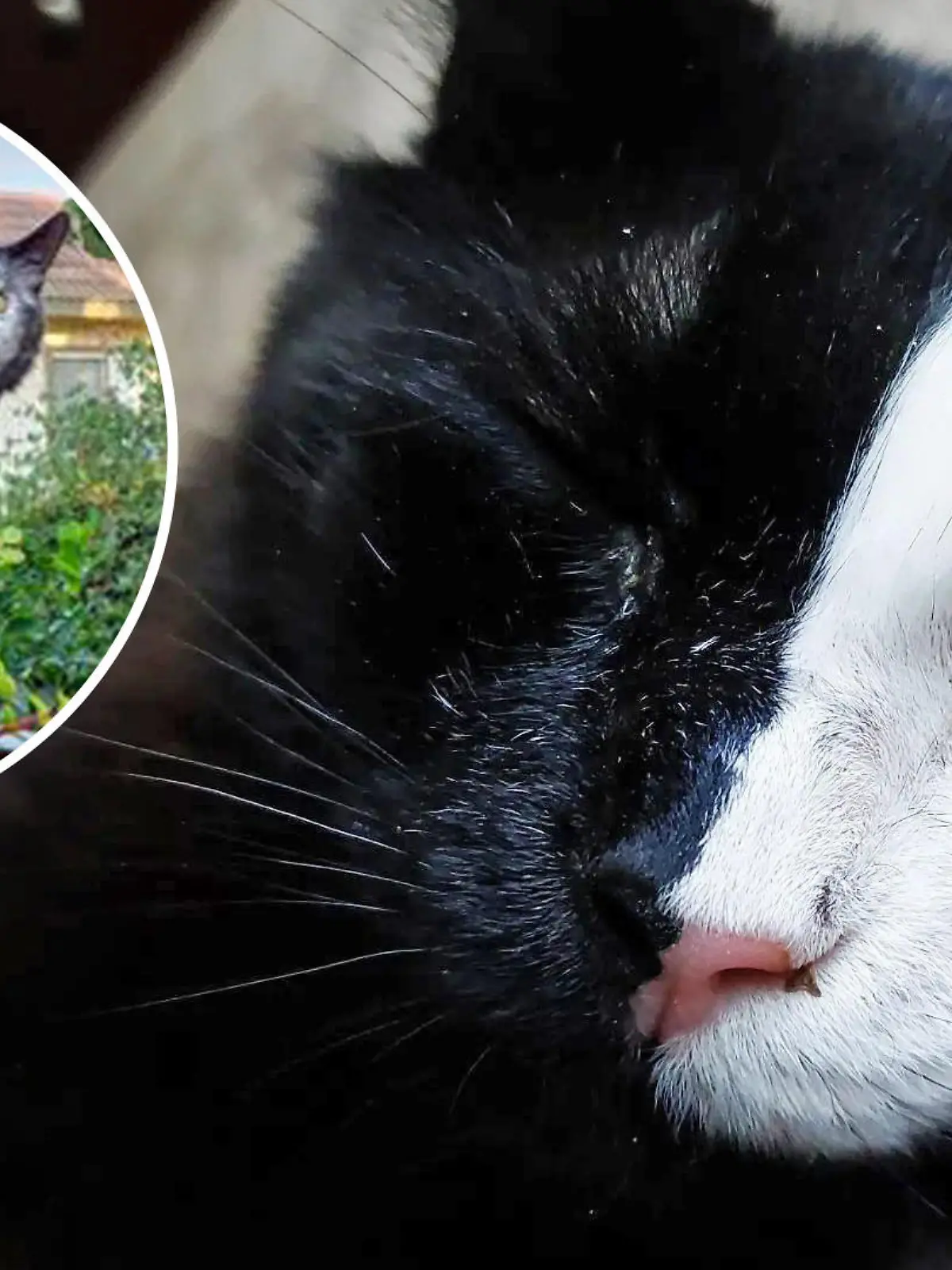 Kater mit schwarz-weissem Gesicht