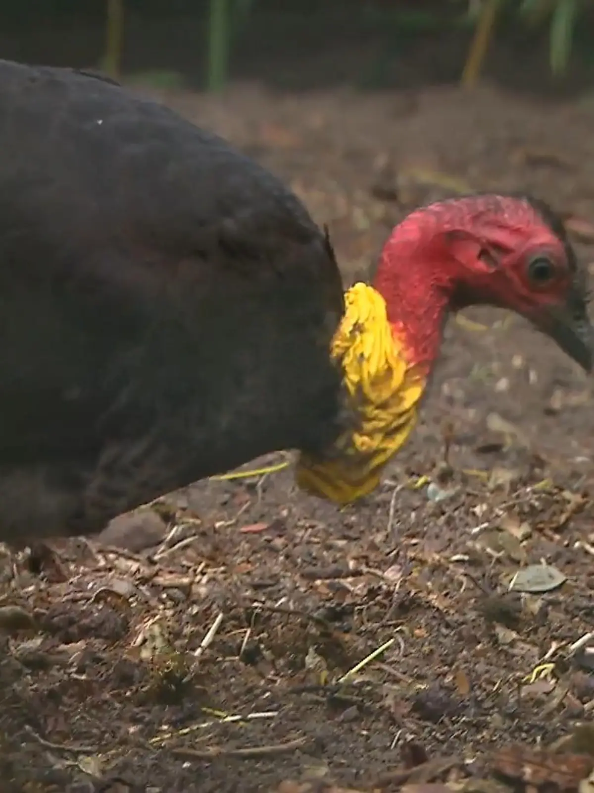 Bild zu: "Verzweifelter Vogel sucht mit dieser Masche seine große Liebe"