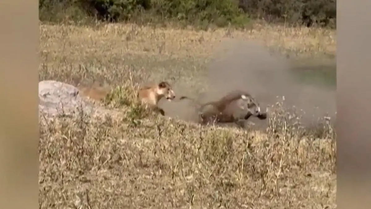 Löwin jagt Warzenschwein - doch das legt den Turbo ein Leg dich nicht mit Pumbaa an!