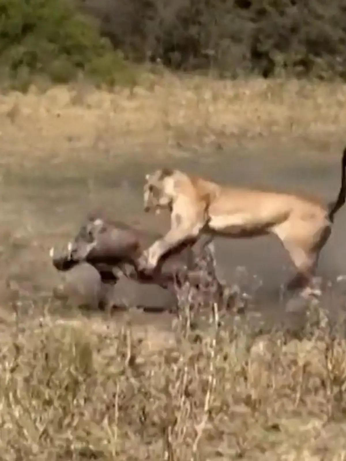 Eine Löwin attackiert ein Warzenschwein – ein wilder Kampf entbrennt! Pumbaa legt den Turbo ein und ein unglaublicher Sprint um Leben und Tod beginnt. Wie das Ganze ausgeht, seht ihr im Video!