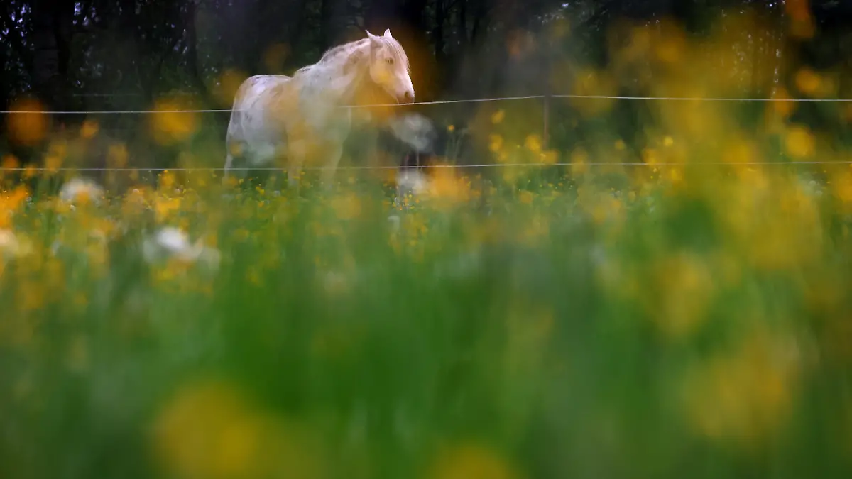 Das Pferd ist auf seiner Koppel erschossen worden (Symbolbild).