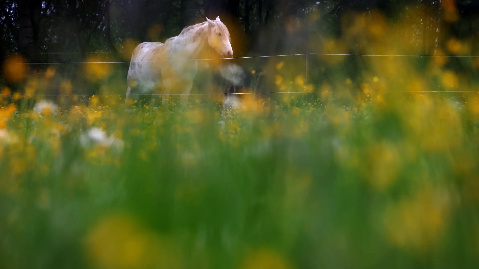 Das Pferd ist auf seiner Koppel erschossen worden (Symbolbild).