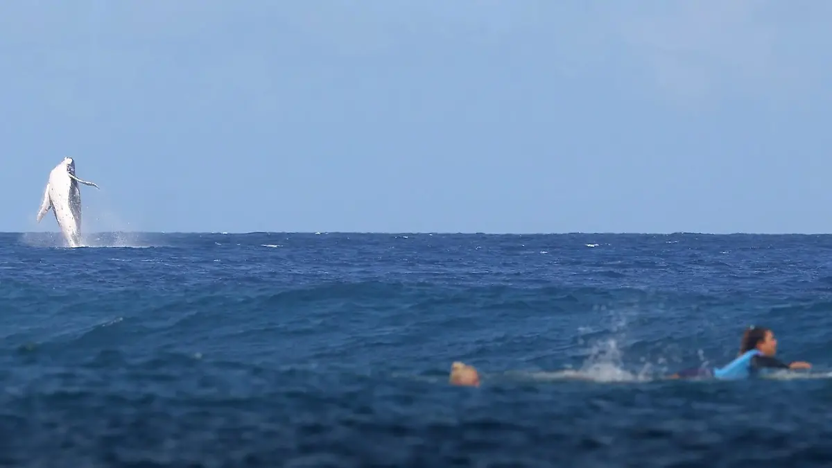 Grandiose Szene beim Surfen Wal springt vor laufenden OlympiaKameras