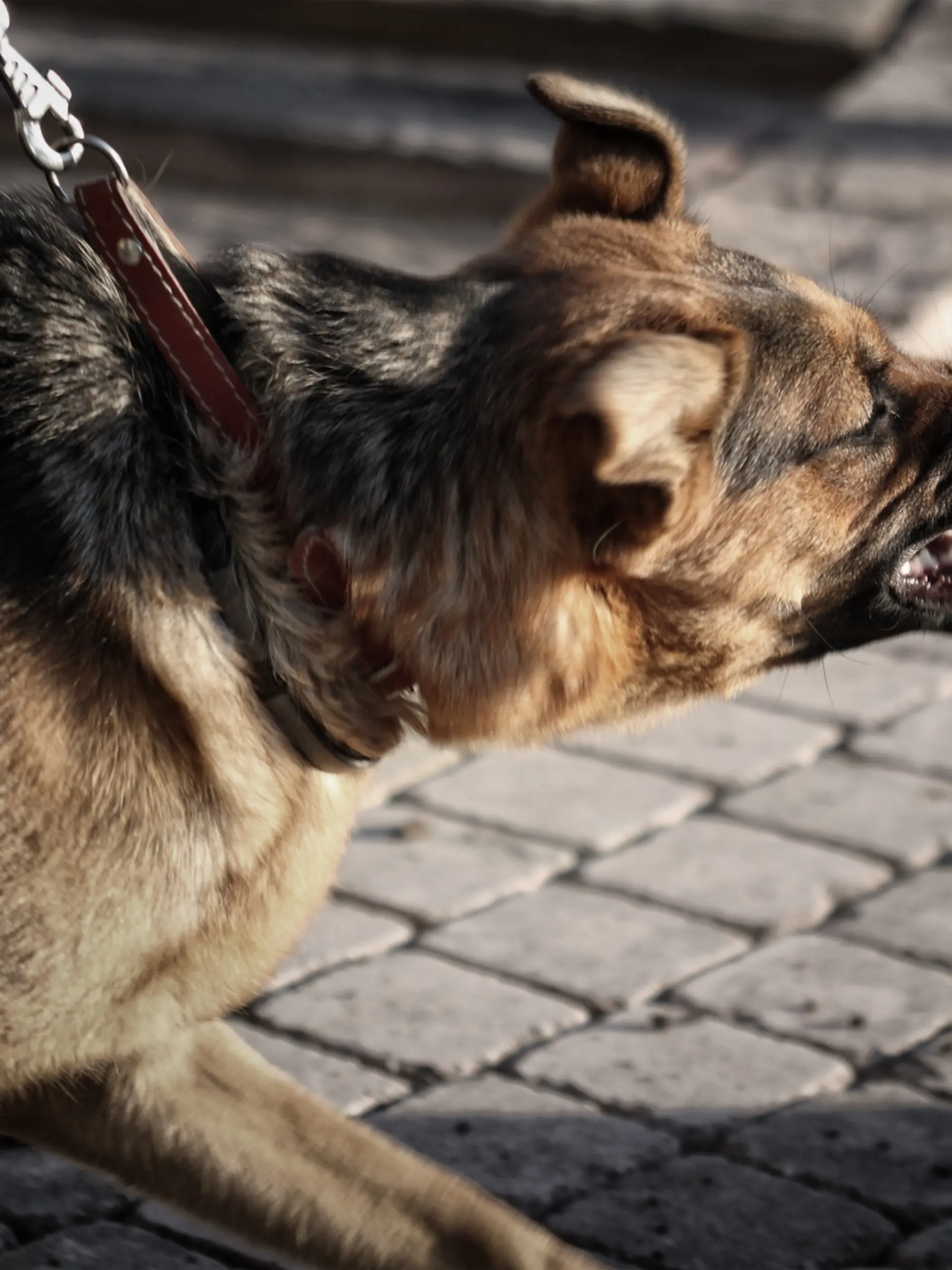 Was tun, wenn der eigene Hund plötzlich angreift oder man unterwegs ist und ein fremder Hund droht, anzugreifen?