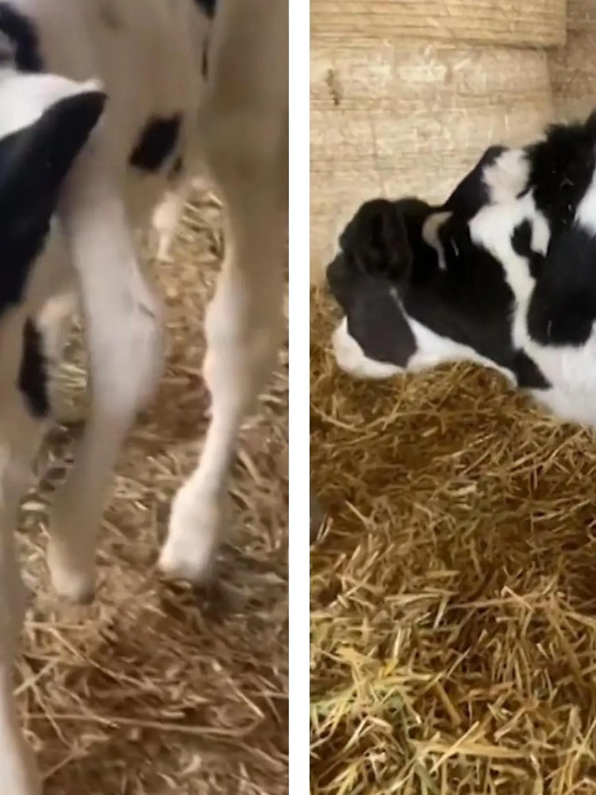 Dieses Kalb ist mit einem fünften Bein geboren worden. Es sind die Überbleibsel seines Geschwisterchens, das die Geburt nicht überlebte. Wie das aussieht, ihr seht es im Video!