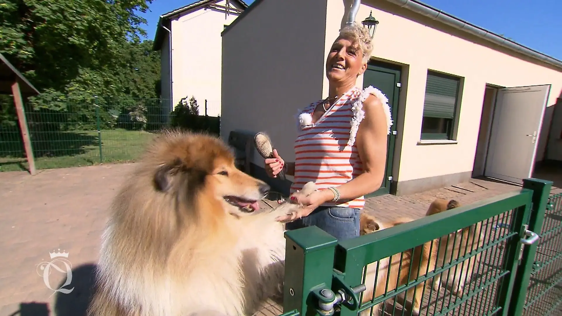 Bianka züchtet Langhaar-Collies Große Leidenschaft