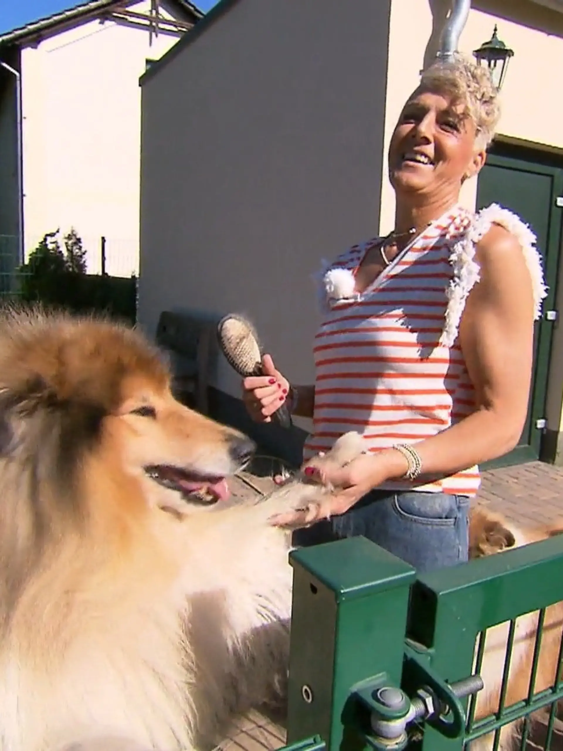 Bild zu: "Bianka züchtet Langhaar-Collies"