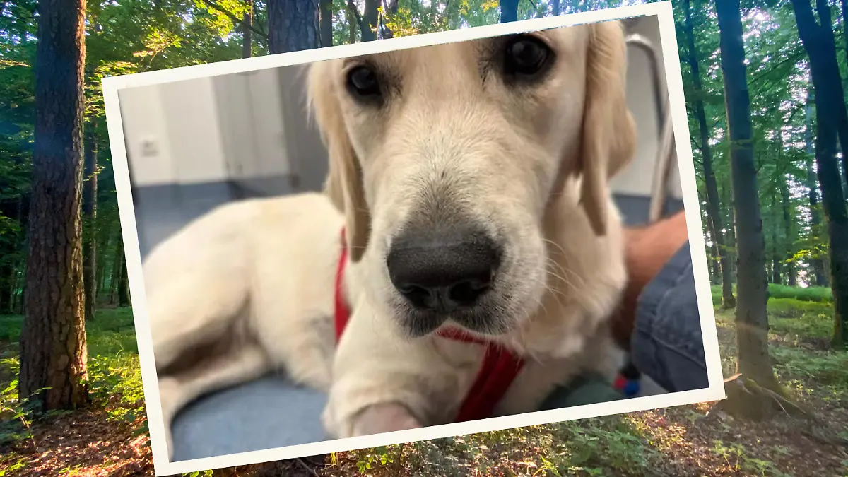 Hündin Marie erleidet Hitzschlag – Halter sitzen auf 15.000 Euro Tierarztkosten!