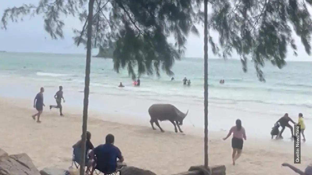 Touristen fliehen panisch - Büffel dreht völlig durch! Der will Beach-Beef!