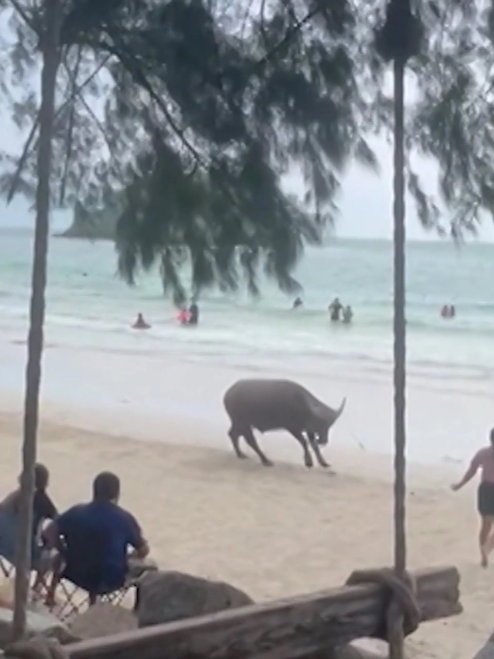 Büffel in Thailand