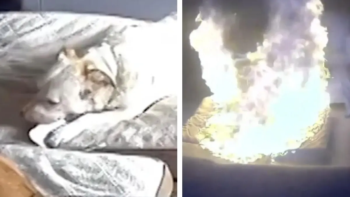 Hund kaut auf Powerbank - plötzlich steht Haus in Flammen Dieser Knochen ist hochexplosiv!