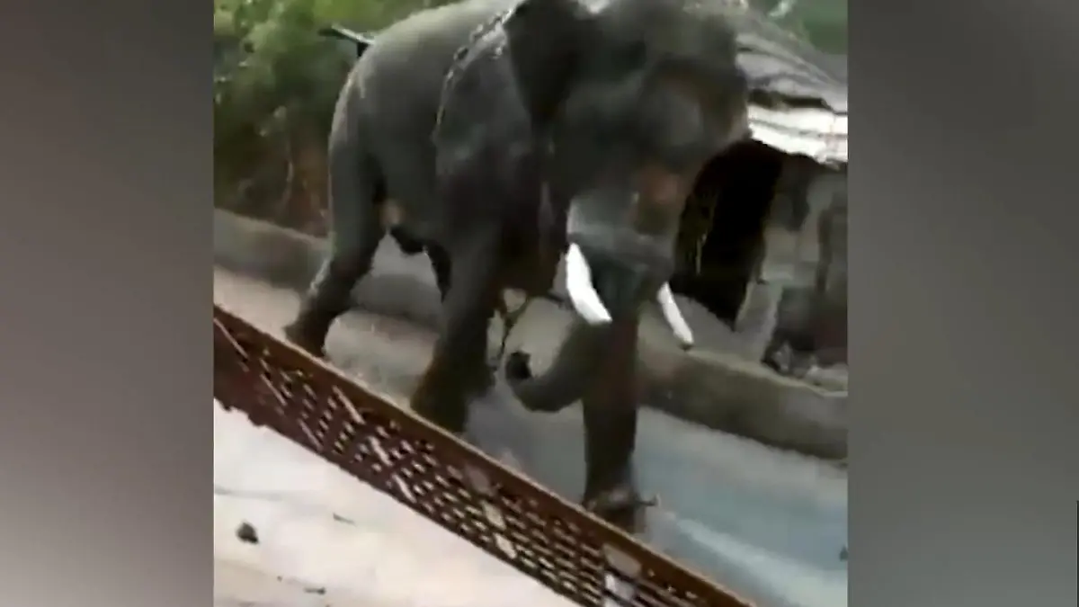 Anwohner schreien um Hilfe! Wut-Elefant reißt alles nieder Vor seinen Stoßzähnen ist niemand sicher!