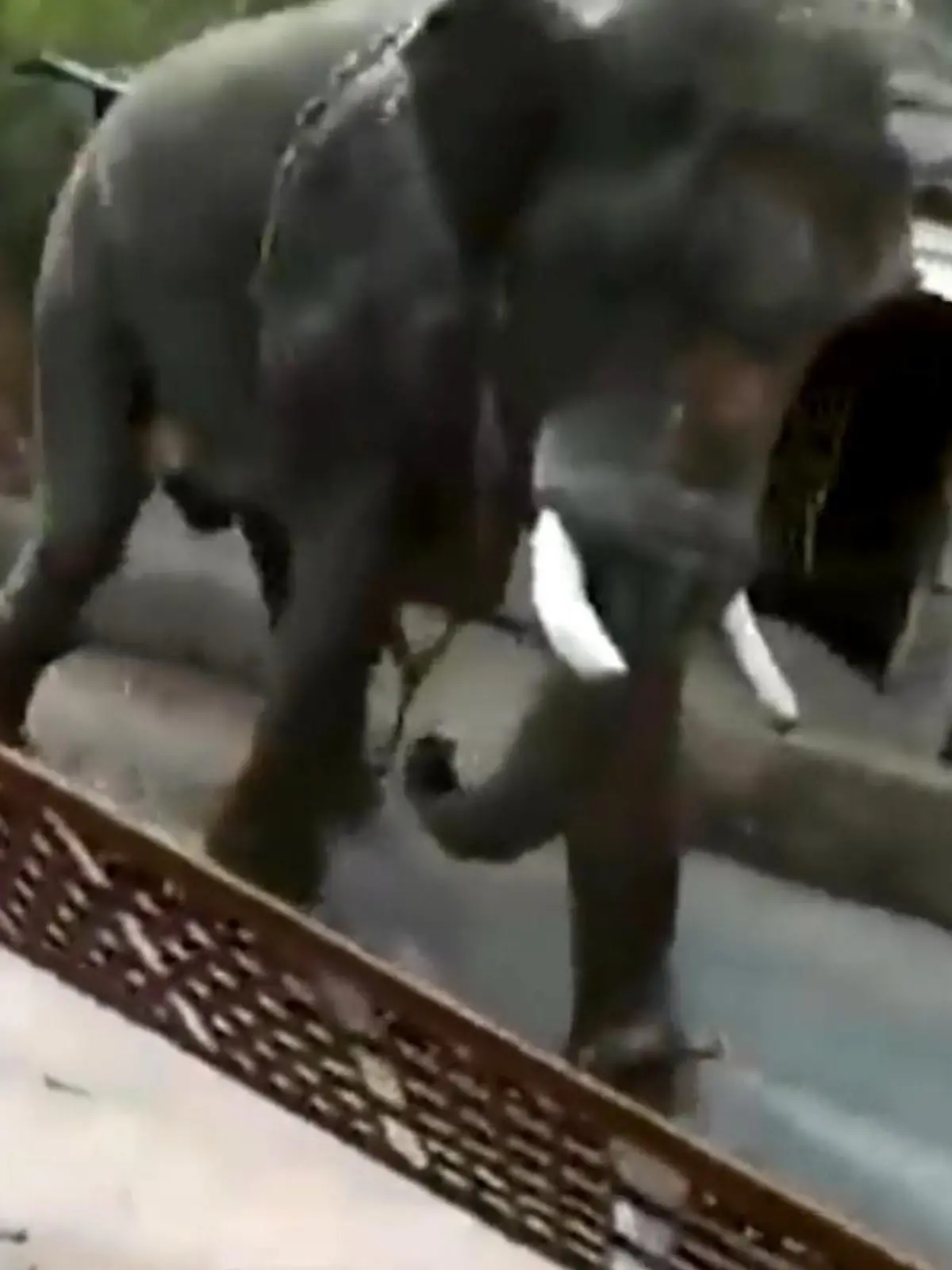 Im indischen Kerala bricht ein Elefant aus und hinterlässt eine Schneise der Verwüstung. Bei einem Haus macht er halt - kurzerhand drückt er die Mauer und das Tor ein. Die Decke droht einzustürzen. Ob die Bewohner den Elefanten bändigen können - ihr seht es im Video!