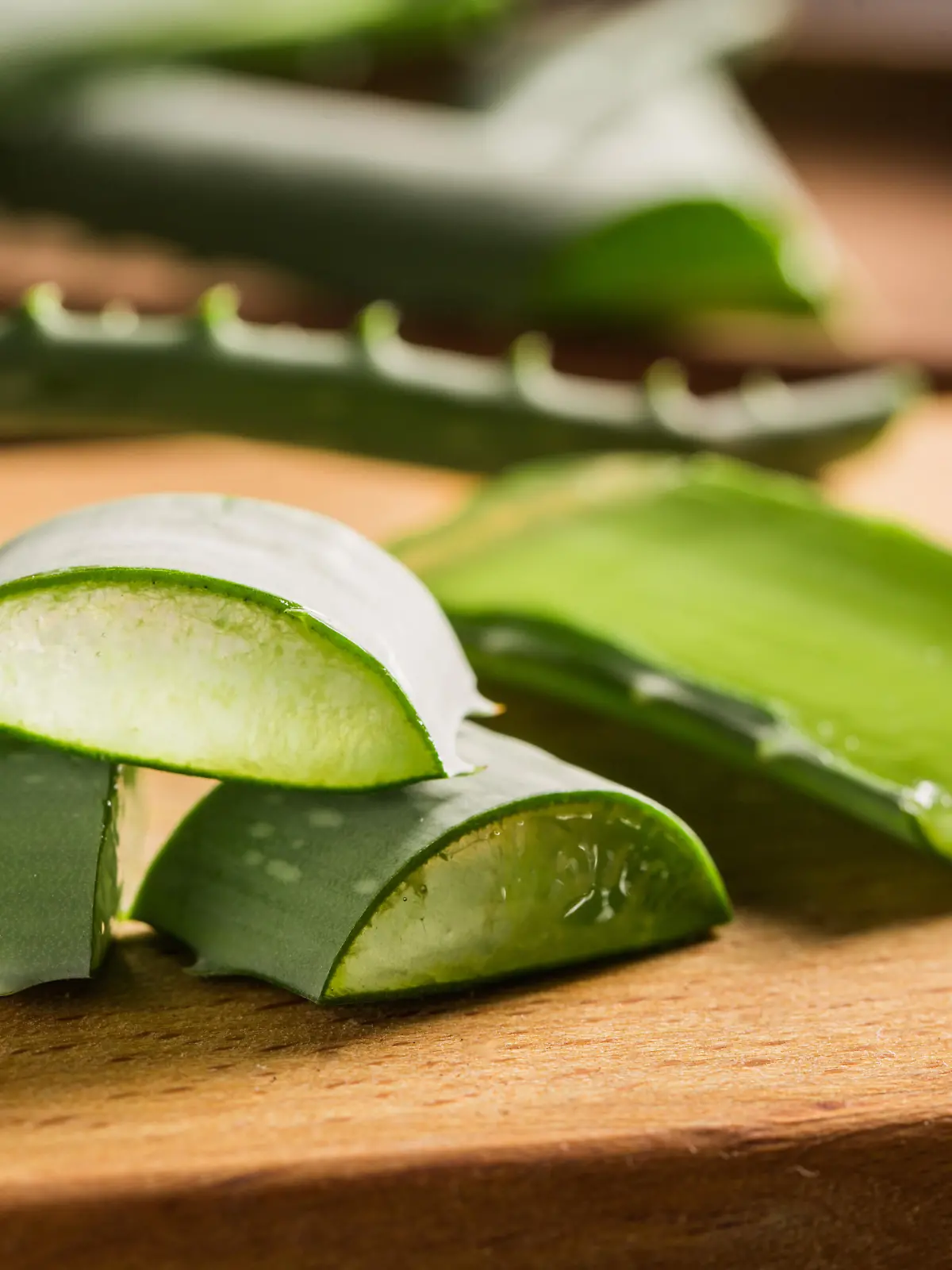 heilpflanze,aloe vera,echte aloe,