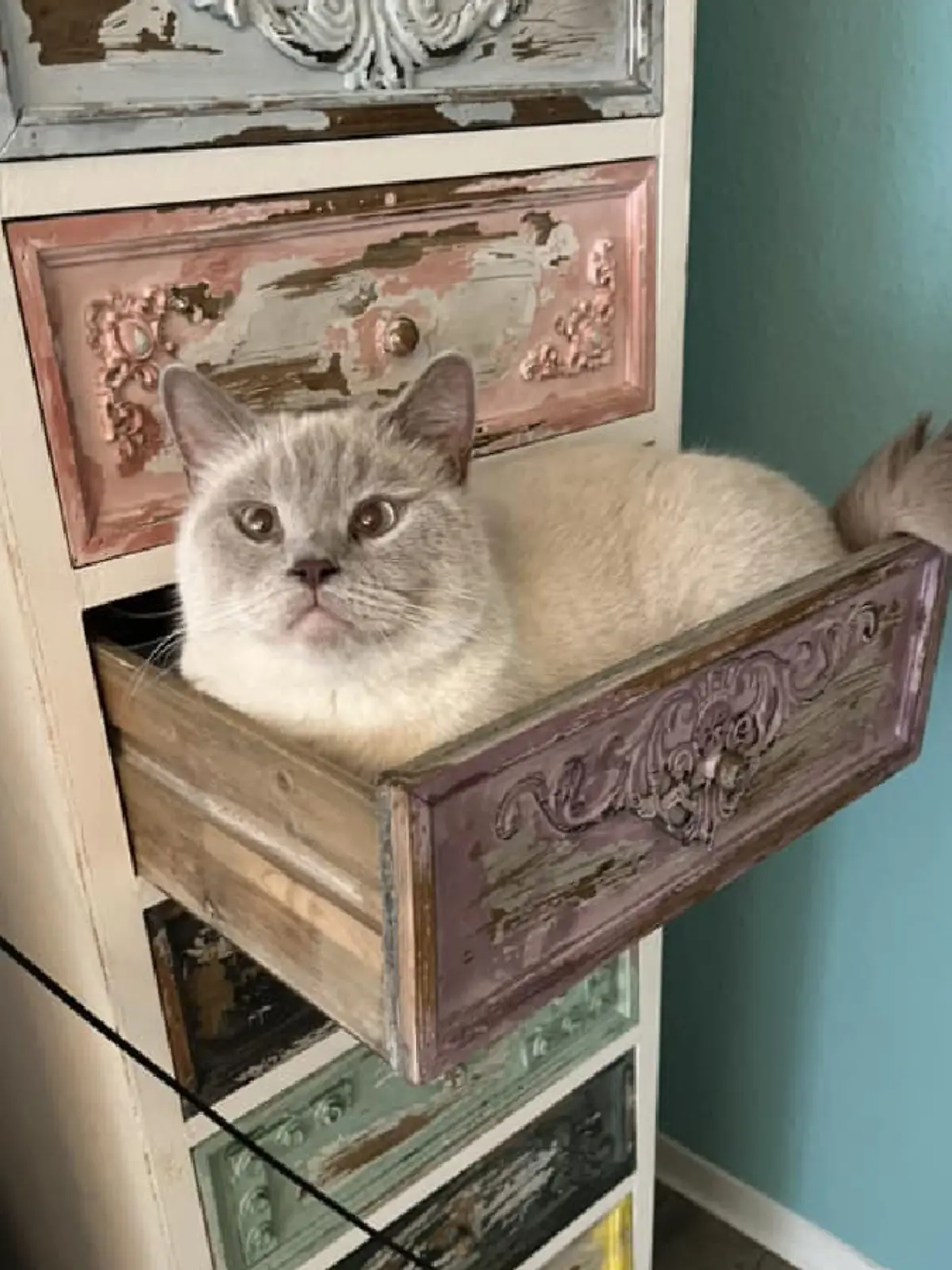 Bild zu: "Das macht Katzen zu echten Internetstars"