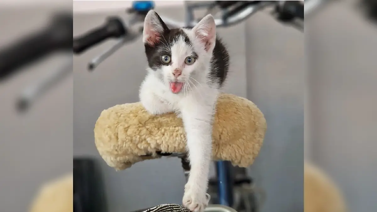 Katze Mießi aus Pappenburg