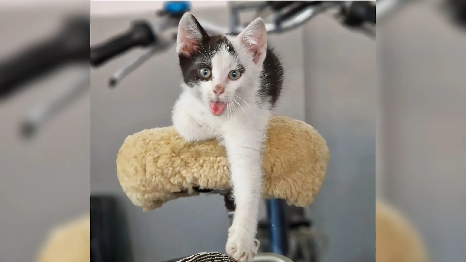 Katze Mießi aus Pappenburg