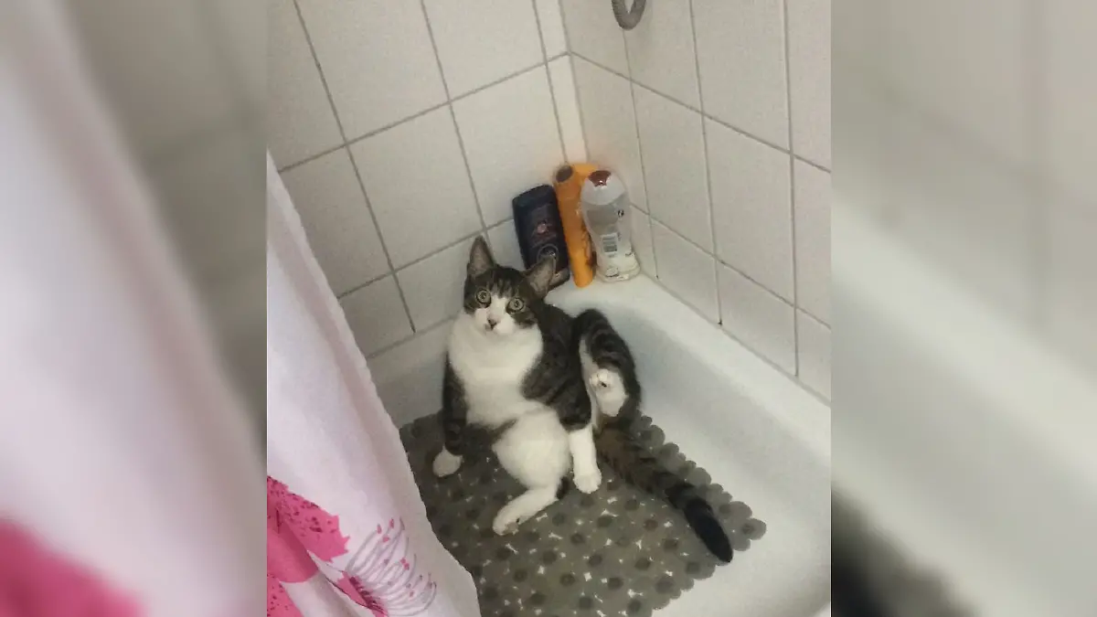 Kater Mogli aus Kiel