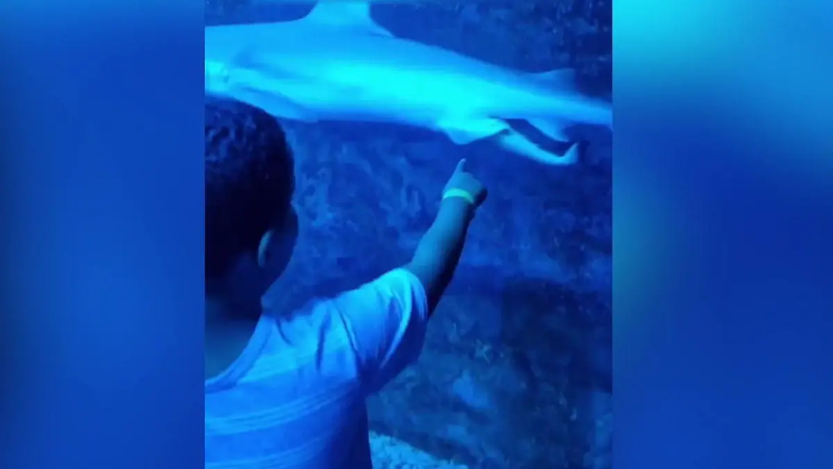 Hai-Mama bringt Baby auf die Welt Vor den Augen der kleinen Besucher