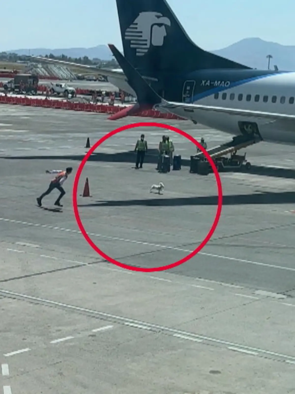 Nanu, was flitzt da denn über das Flughafengelände in Mexiko? Dieser kleine Hund denkt offenbar an seinen CO2-Pfotenabdruck und will partout nicht in den Flieger steigen. Dafür hält er die Flughafenmitarbeiter ziemlich auf Trab.