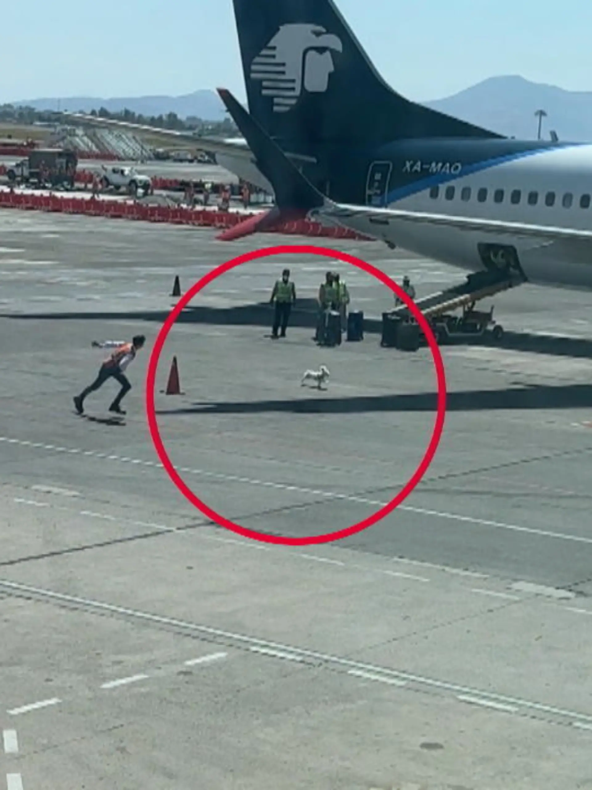 Nanu, was flitzt da denn über das Flughafengelände in Mexiko? Dieser kleine Hund denkt offenbar an seinen CO2-Pfotenabdruck und will partout nicht in den Flieger steigen. Dafür hält er die Flughafenmitarbeiter ziemlich auf Trab.