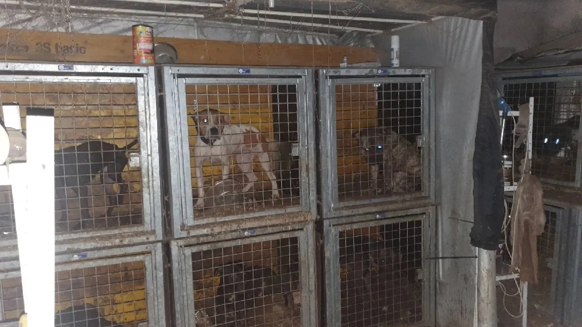 40 Hunde wurden in viel zu kleinen Käfigen gehalten.