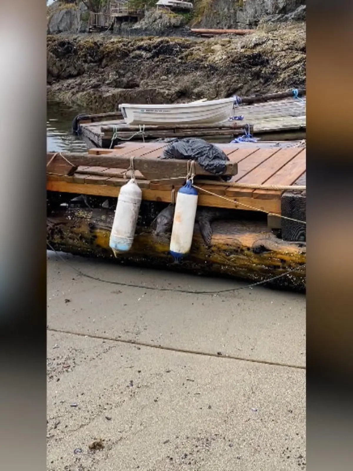 Von allein wäre er dort nicht mehr herausgekommen: In Kanada hat sich ein Seelöwe in einem Boot eingeklemmt. Eine Familie fand das hilflose Tier und machte sich dran, die Robbe zu befreien. Mit einer Brechstange lockerten sie die Holzplanken, so dass das Tier schließlich aus dem Boot hinausklettern konnte. Dehydriert und gestresst fand es seinen Weg zurück ins Meer – dank des Einsatzes dieser hilfsbereiten Familie.