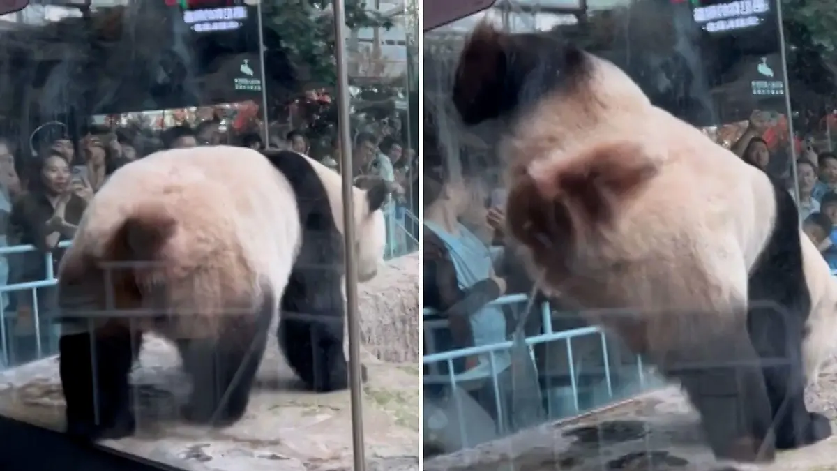 Feuchte Überraschung! Pinkel-Panda pieselt Zoobesucher an Wo sind deine Manieren?!