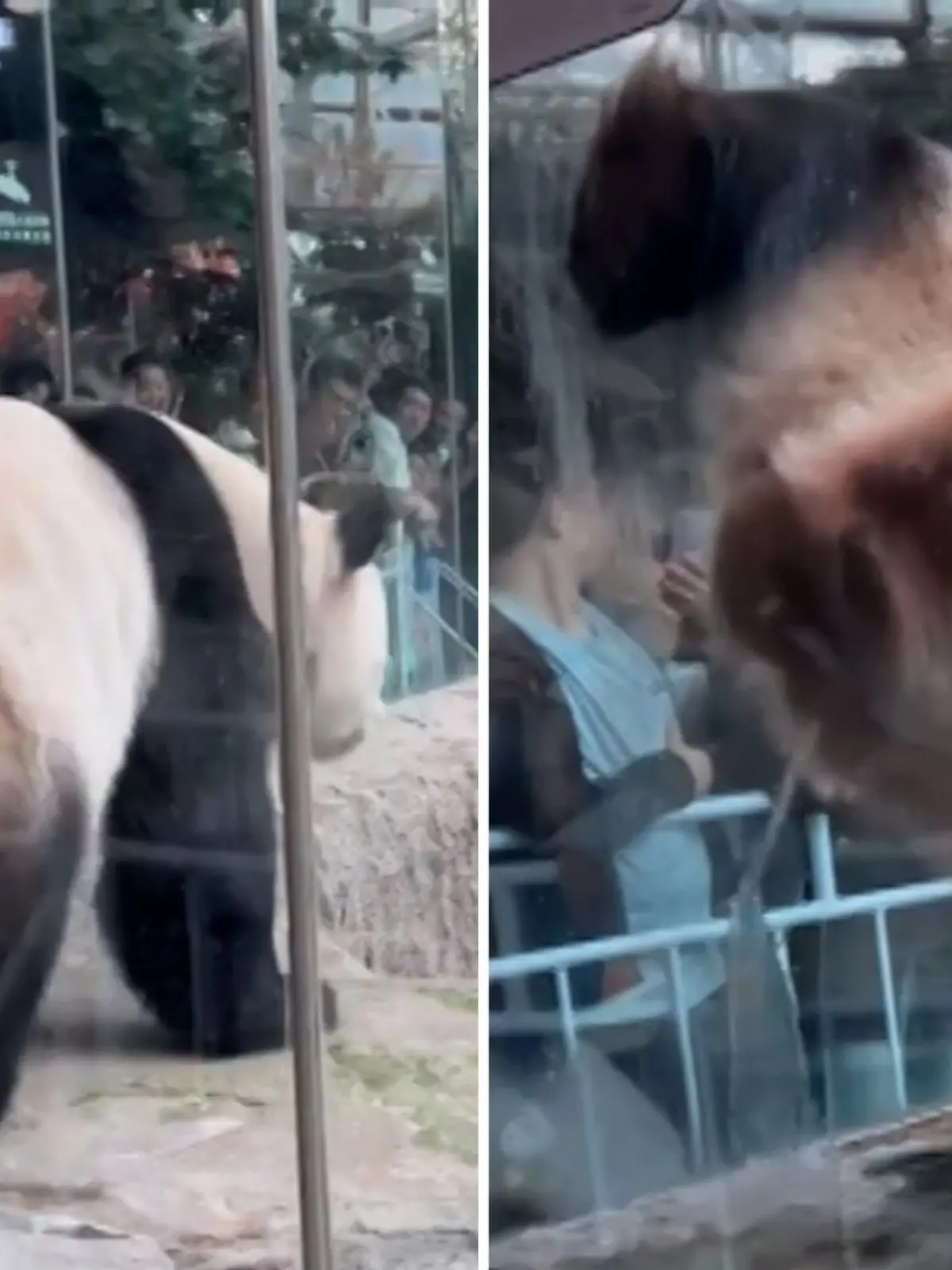 Bild zu: "Feuchte Überraschung! Pinkel-Panda pieselt Zoobesucher an "
