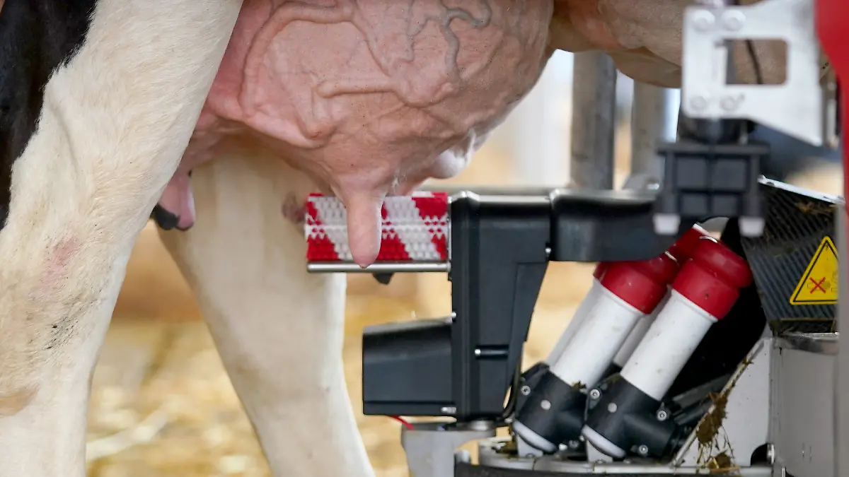 Mit Bürsten werden die Euter-Zitzen einer Milchkuh vom Melkroboter Lely Astronaut A5 am Stand von Lely auf dem Messegelände der Landwirtschafts- und Verbrauchermesse Norla vor dem automatisierten Melken gereinigt. Rund 500 Aussteller präsentieren ihre Produkte und Dienstleistungen aus den Bereichen Landwirtschaft und Ernährung, erneuerbarer Energie, Forst, Jagd, Gartenbau sowie Kommunaltechnik und Verbraucher auf der Messe.