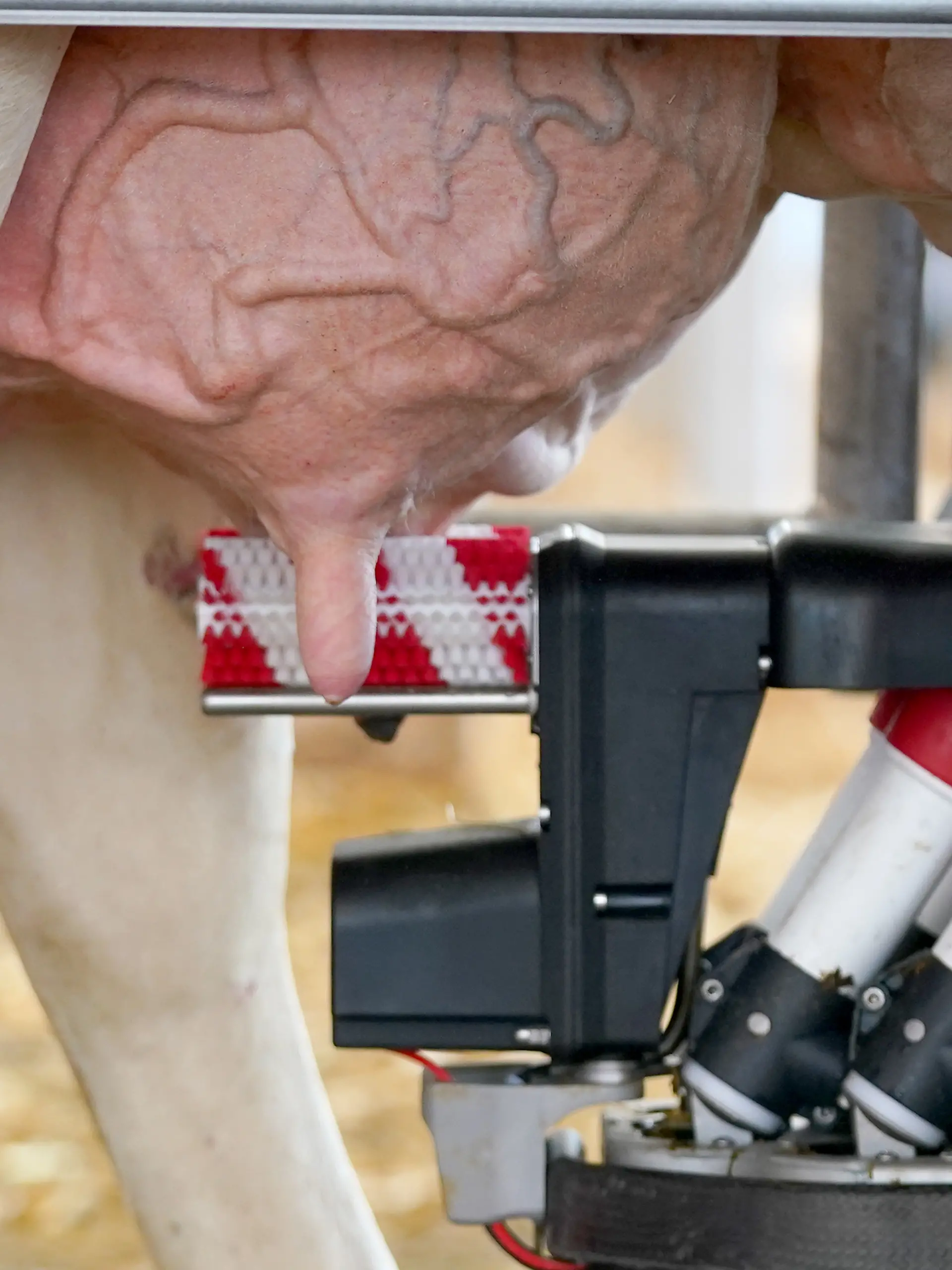 Mit Bürsten werden die Euter-Zitzen einer Milchkuh vom Melkroboter Lely Astronaut A5 am Stand von Lely auf dem Messegelände der Landwirtschafts- und Verbrauchermesse Norla vor dem automatisierten Melken gereinigt. Rund 500 Aussteller präsentieren ihre Produkte und Dienstleistungen aus den Bereichen Landwirtschaft und Ernährung, erneuerbarer Energie, Forst, Jagd, Gartenbau sowie Kommunaltechnik und Verbraucher auf der Messe.