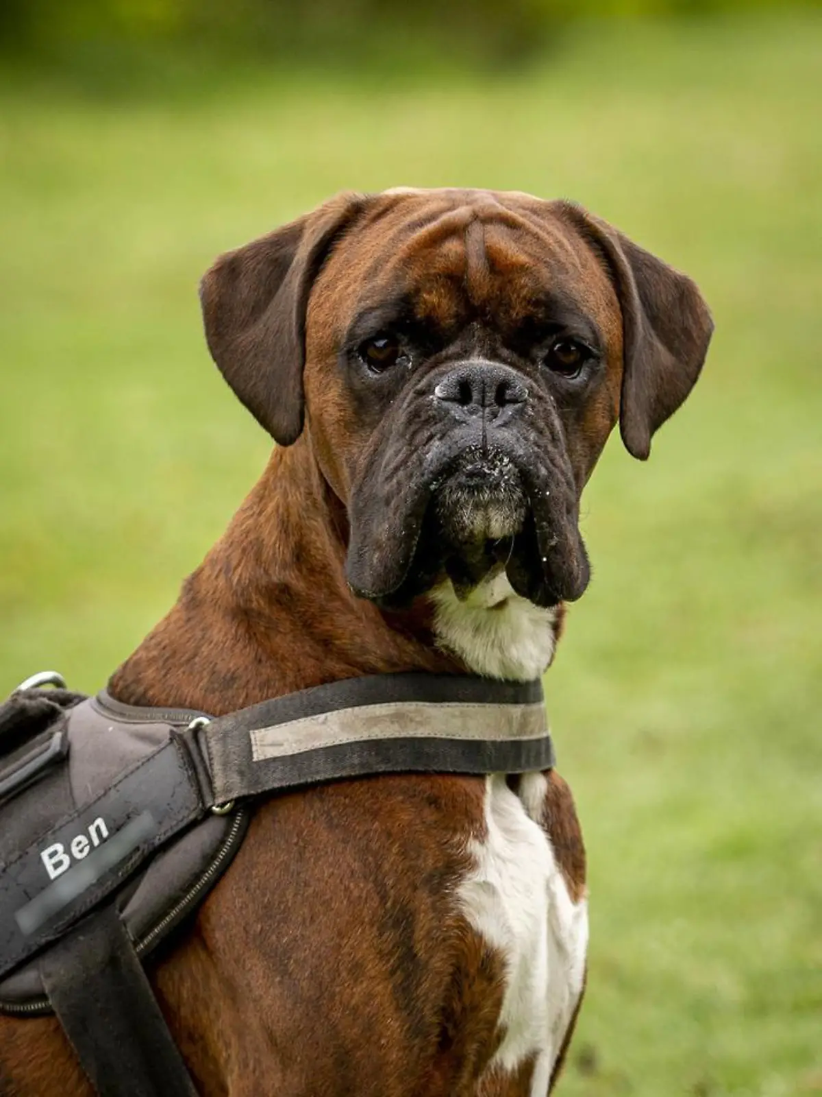 SONDERKONDITIONEN: Satzpreis!
Boxer dog Ben being walked by owner David Warren at Bootle Golf Course in Merseyside.  A greedy dog was left feeling below par after swallowing 16 GOLF BALLS.  See SWNS story SWMDdog.  Ben the Boxer was rushed into emergency surgery after the cluster of 4cm wide balls were found lodged in his stomach.  Stunned vets in Runcorn, Cheshire, were forced to carry out a two-hour operation to save the two-year-old pooch.  Dylan Payne, surgeon at Northwest Veterinary Specialists, said: ?We performed an endoscopy of the stomach which revealed a large blockage due to golf balls ? lots of golf balls.  ?Ben?s stomach was very full so we needed to carry out an urgent surgery to open the stomach to allow us to remove the balls.  ?It?s fairly routine, low risk surgery but the removal of so many golf balls is unique. Sixteen is a lot, even for a Boxer.  ?The operation was a complete success and Ben is back at home doing very well and gaining weight.?  Ben?s owner David Warren, 70, first noticed his beloved pooch was feeling rough two months ago when he started losing weight. 
 / action press