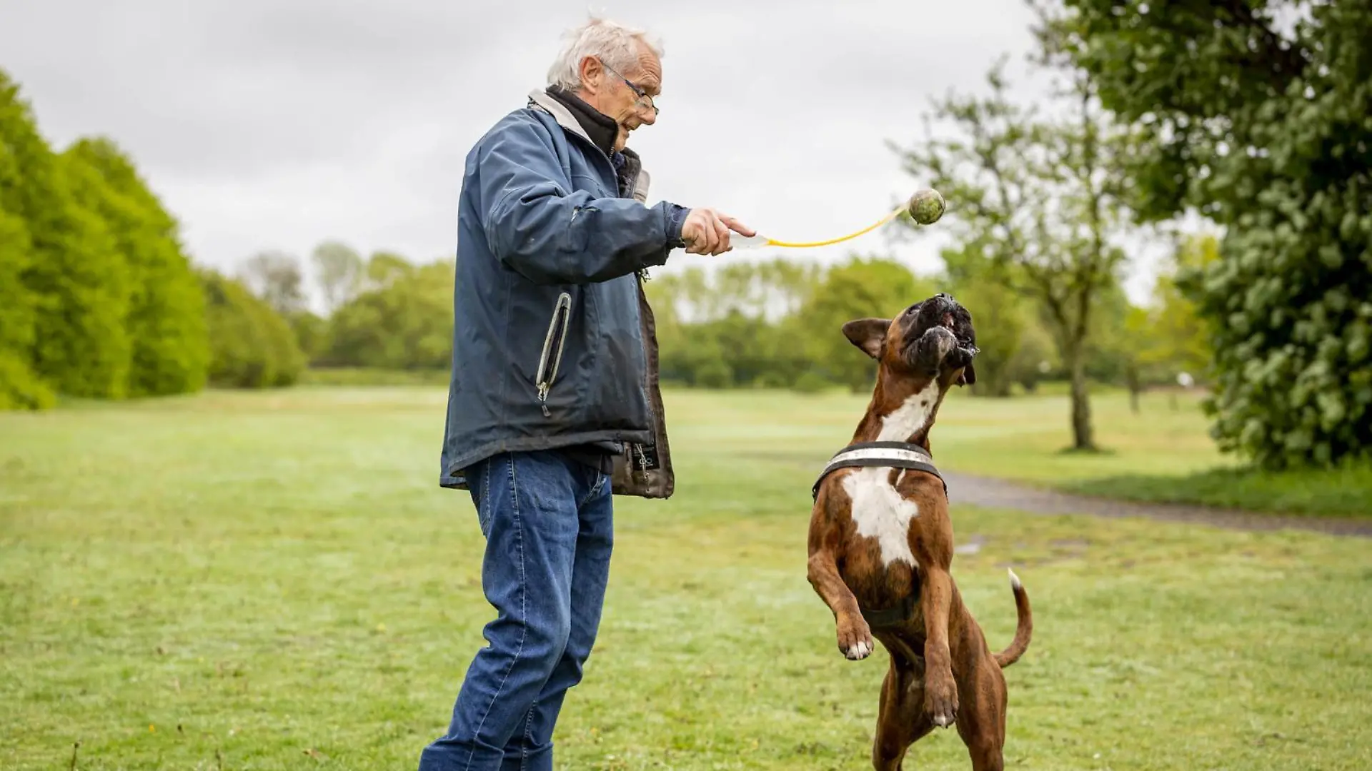 SONDERKONDITIONEN: Satzpreis!
Boxer dog Ben being walked by owner David Warren at Bootle Golf Course in Merseyside. A greedy dog was left feeling below par after swallowing 16 GOLF BALLS. See SWNS story SWMDdog. Ben the Boxer was rushed into emergency surgery after the cluster of 4cm wide balls were found lodged in his stomach. Stunned vets in Runcorn, Cheshire, were forced to carry out a two-hour operation to save the two-year-old pooch. Dylan Payne, surgeon at Northwest Veterinary Specialists, said: ?We performed an endoscopy of the stomach which revealed a large blockage due to golf balls ? lots of golf balls. ?Ben?s stomach was very full so we needed to carry out an urgent surgery to open the stomach to allow us to remove the balls. ?It?s fairly routine, low risk surgery but the removal of so many golf balls is unique. Sixteen is a lot, even for a Boxer. ?The operation was a complete success and Ben is back at home doing very well and gaining weight.? Ben?s owner David Warren, 70, first noticed his beloved pooch was feeling rough two months ago when he started losing weight.
/ action press