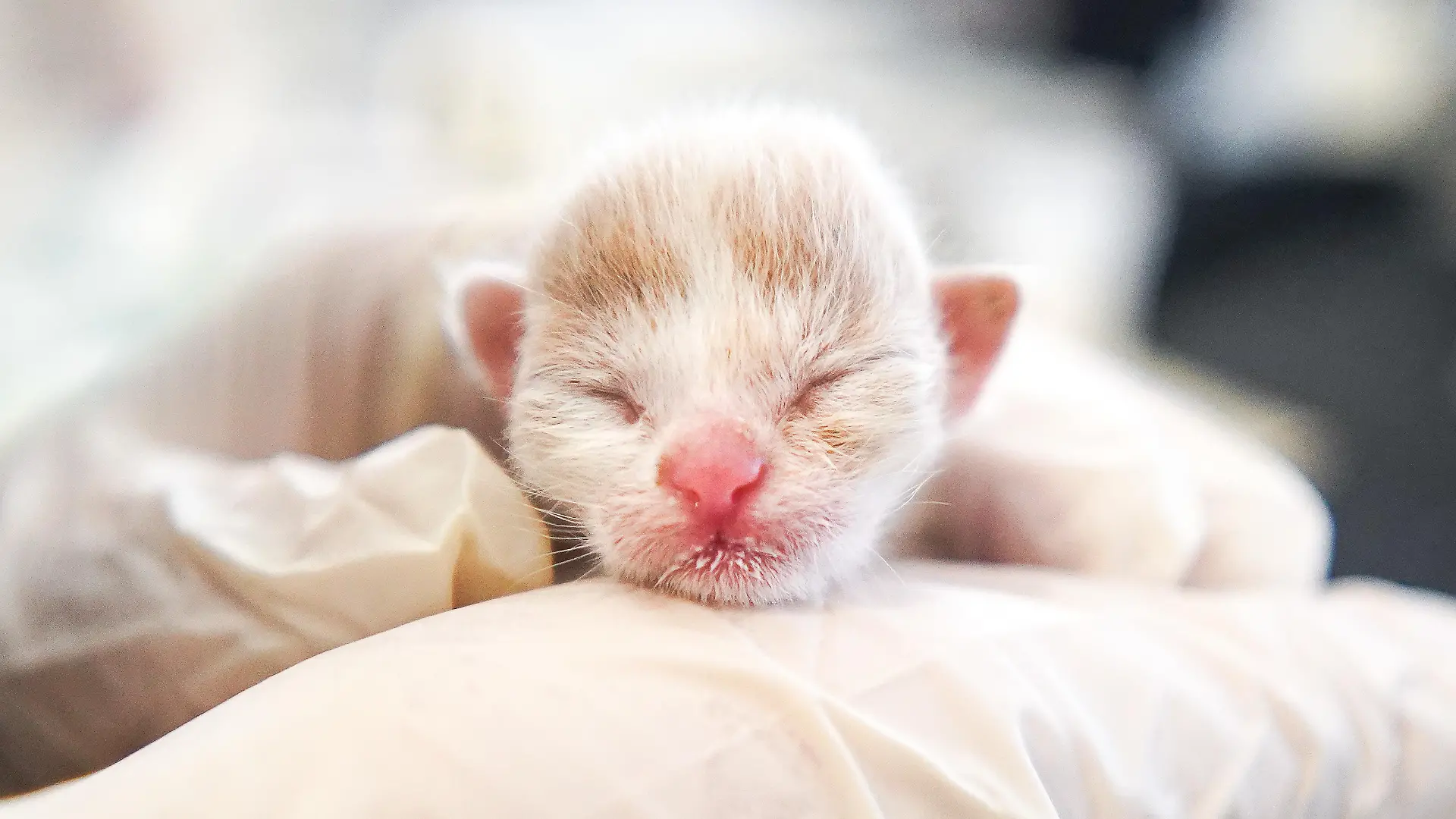 Ein aufmerksamer Passant fand das Kitten und brachte sie zum Wiener TierQuartier.