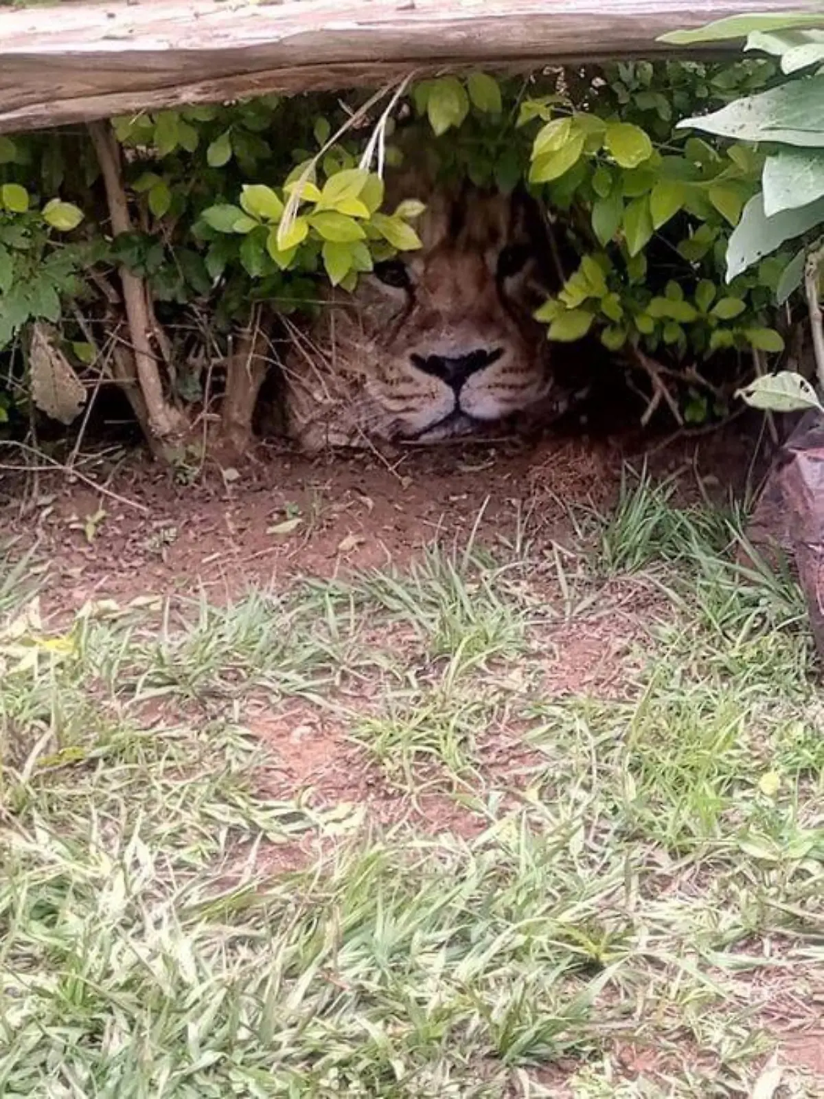 Dieser "Löwe" sorgte in Kenia vorübergehend für Angst und Schrecken.