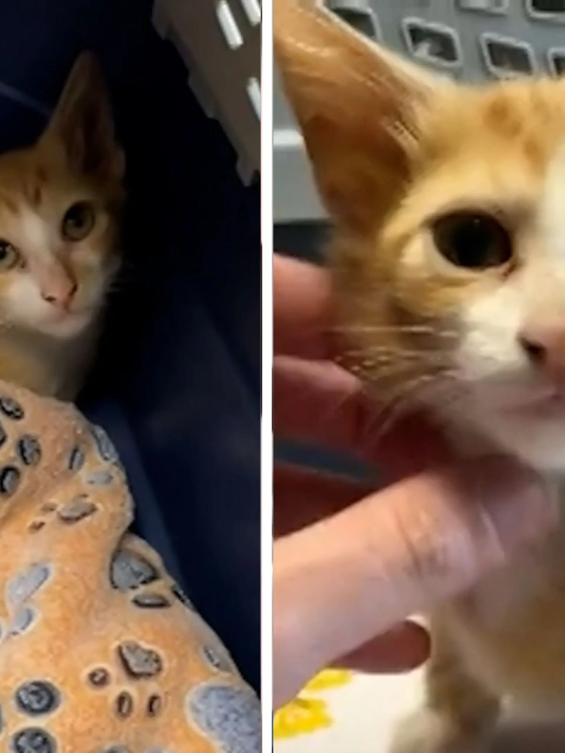 Bild zu: "Im Tierheim abgegeben – Katze mit vier Ohren erobert das Netz"