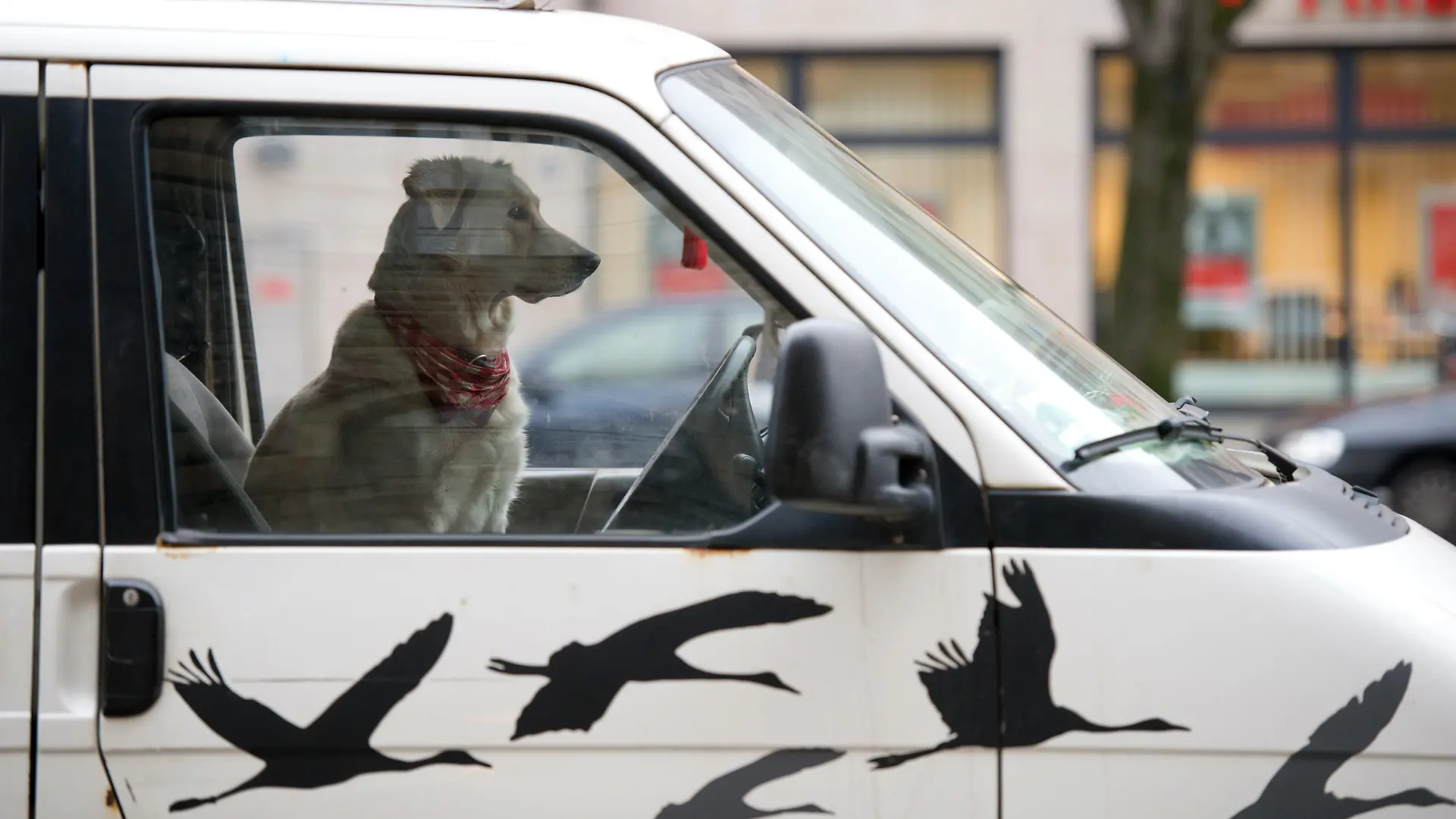 Hund in einem VW-Bus (Symbolfoto)
